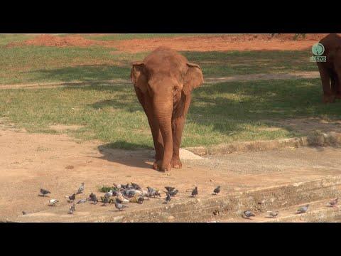 Elephant Helps Birds Who Having A Hard Time To Opening Food - ElephantNews #Video