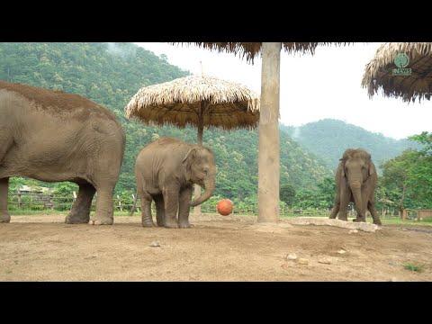 Meet Wan Mai Play With Ball - ElephantNews #Video
