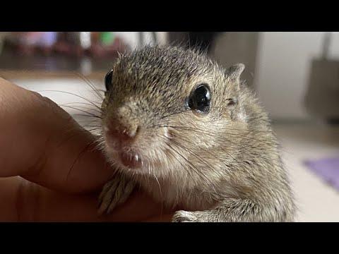 Lonely squirrel adopts a human family #Video