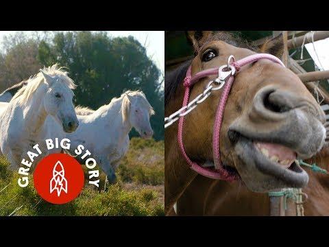 For the Love of Horses