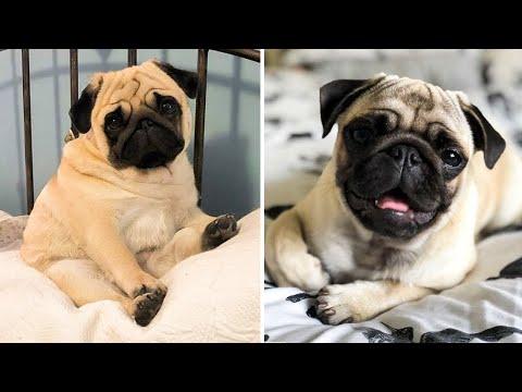 AWW SOO Cute and Funny Pug Puppies - Funniest Pug Ever #15 #Video