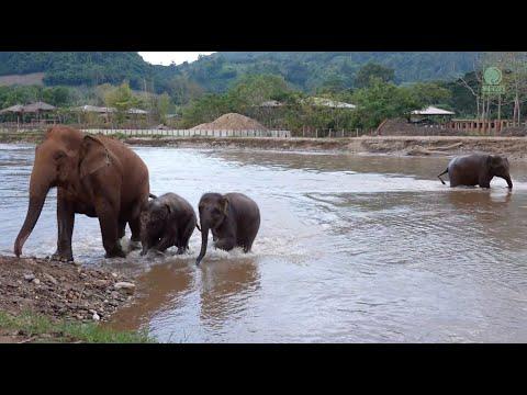 Elephant Not Satisfied To Leave The River - ElephantNews #Video