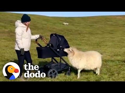 Rescue Sheep Runs To Greet Her Moms Like A Puppy #Video