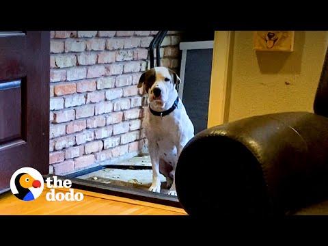 Terrified Rescue Pittie Gets Surprised With A Special Delivery #Video