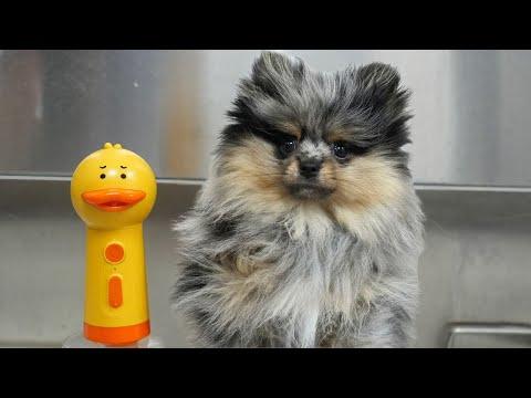 Meet Willie: The Fluff Nugget With Attitude #Video