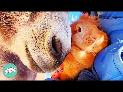 Donkey And Bunny Proves The Unlikeliest Of Friendships Are Often The Best #Video