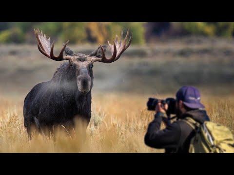 BIGGEST BULL MOOSE in Grand Teton National Park - Wildlife photography - Nikon Z9 #Video