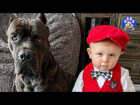 This 125-Pound Gentle Giant Grew Up Alongside My Son...And Their Bond Is Unbelievable #Video