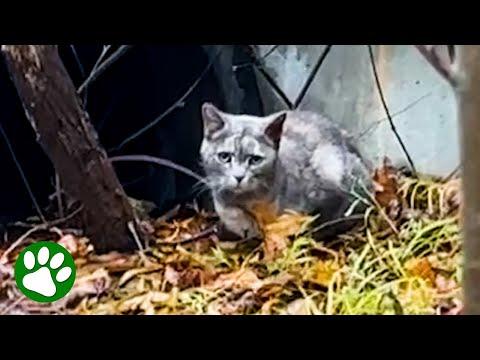Sad cat living in sewer learns to trust #Video