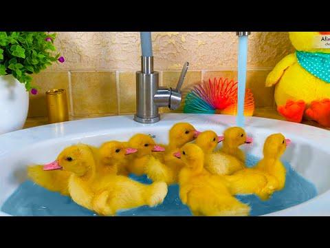 Funny baby Ducks bathing in the sink #Video