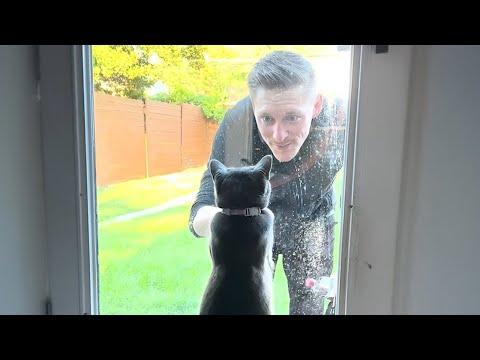 Nothing beats a Cat’s chirpy greeting when you're home #Video