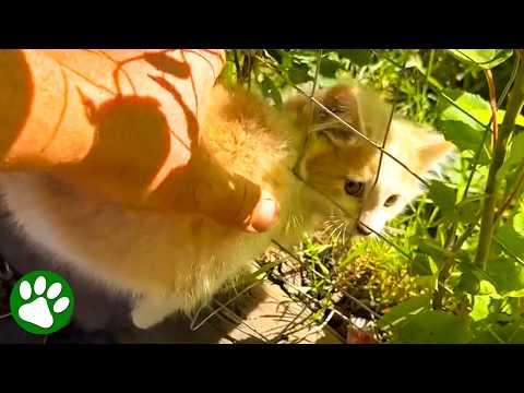 Kitten Stuck in Fence Begs for Help with Heartbreaking Cries! #Video