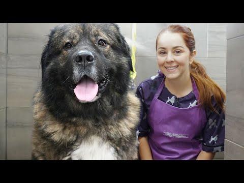 Why would ANYONE want a Caucasian Shepherd? #Video