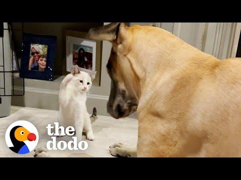 Kitten Steals Great Dane's Bed And Tries To Eat Out Of His Bowl #Video