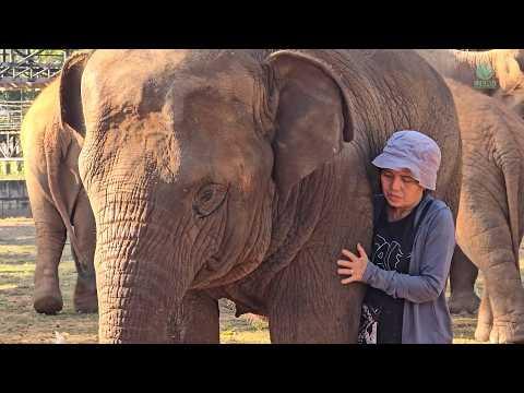 The Sweet Bond Between Lek and Chaba - ElephantNews #Video