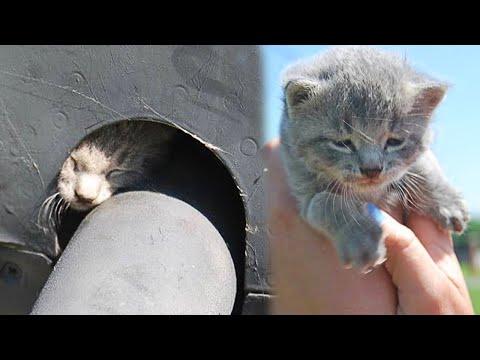 Heroic Rescue Of a Stray Kitten Trapped In a Military Helicopter #Video