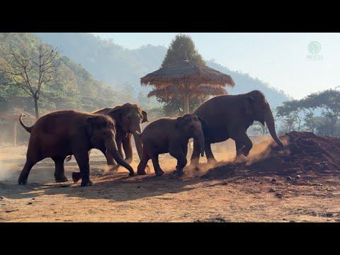 A New Day Begins at Elephant Nature Park! - ElephantNews #Video