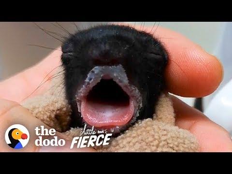 Furless Baby Squirrel Grows Up to be So Cute...