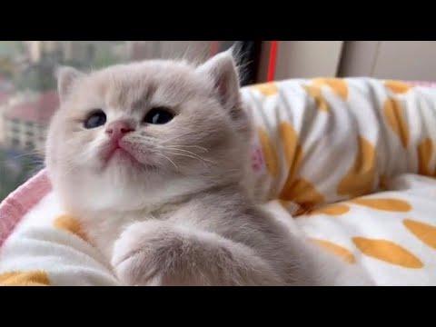 Just a Sweet Baby Kitty #Video