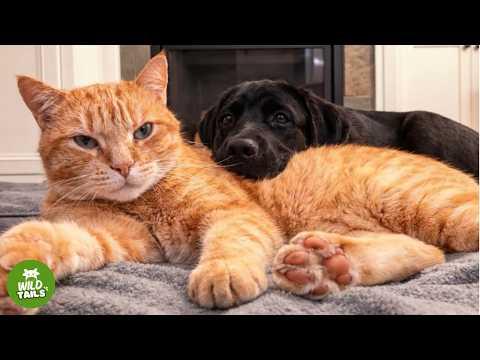 Spoiled Cat Loved Being An Only Child — Then A Lab Puppy Showed Up #Video
