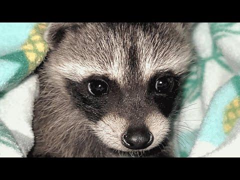 Man removes raccoon from attic. Days later he hears noises. #Video