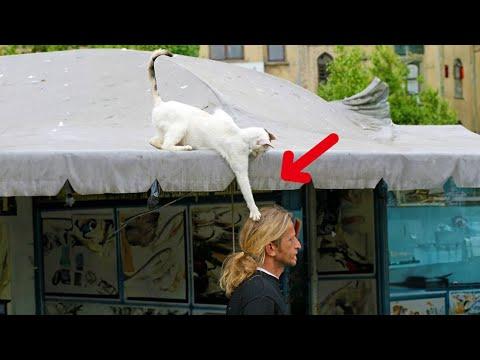 Typical cat behavior | Funniest Domestic Pets CATS and DOGS  #Video