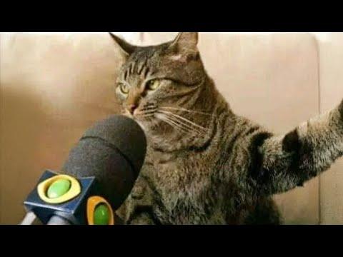 When your CAT’s IQ reaches 200 #Video