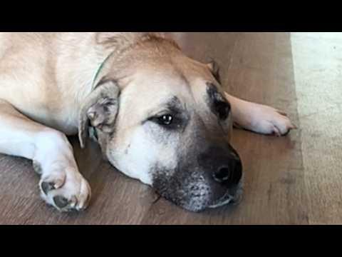 Dog heartbroken when dad leaves him alone (with mom) #Video