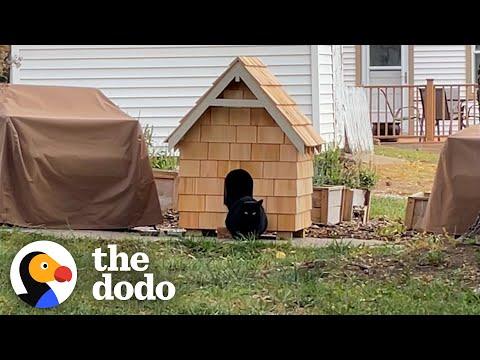 Couple Builds Stray Cat The Coziest House Ahead of Winter #Video