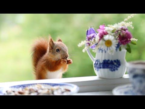 Baby Squirrel has afternoon tea #Video