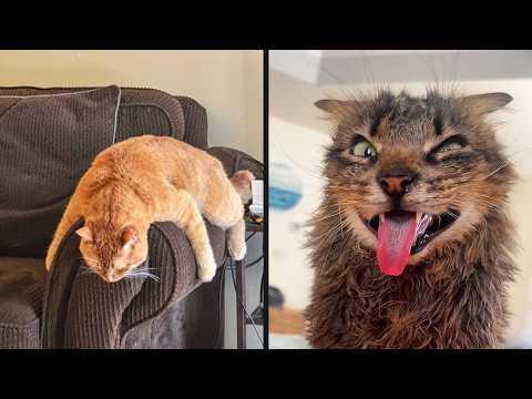 30 Minutes Of Funny Cat Videos | YOUR Daily Dose of Pets. #Video