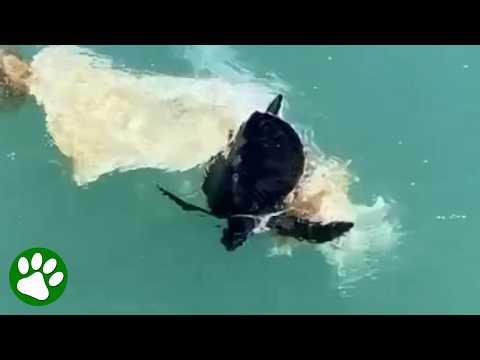 Jet Skier Interrupts Ride For Unexpected Rescue  #Video