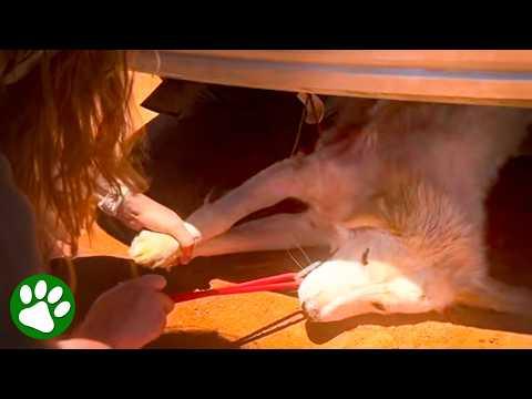 Exhausted White Dog Found Hiding from the Desert Heat #Video