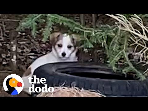 Woman Spends Days Trying To Rescue A Tiny Puppy In The Woods #Video