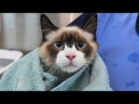 You Won't Believe This Ragdoll Kittens Reaction To Grooming #Video
