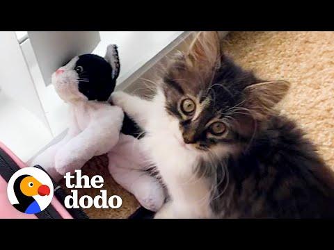 Cat Who Loves Stuffed Animals Finally Gets a Real Sibling #Video