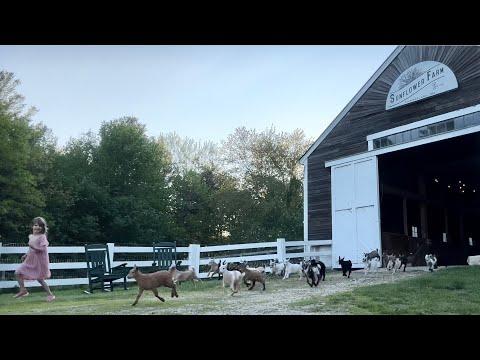 Running of the goats 2023 #Video