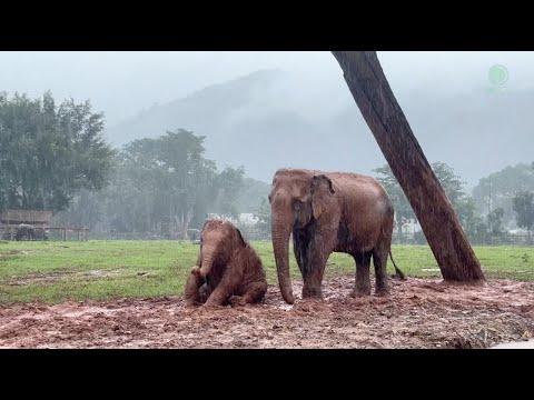 Baby Elephant Lek Lek And Her Mother Enjoy Mud In The Raining Day - ElephantNews #Video
