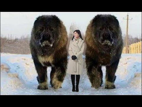BIGGEST Pets Ever Video!