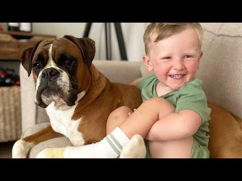 This Dog Made a Silent Promise — And Keeps It Every Day #Video