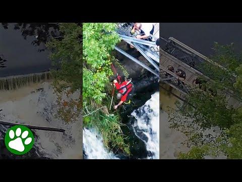 Heroic Firefighter Braves Waterfall To Save Dog #Video