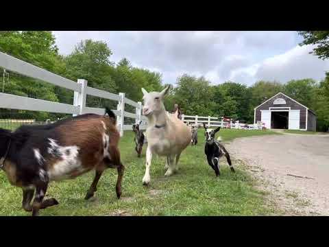 Run goats run! Sunflower Farm Creamery #Video