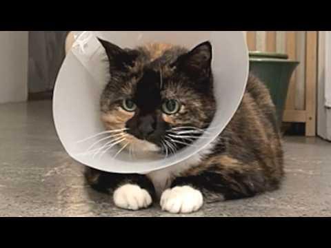 Cat puts on cone and pretends to be sick when she feels ignored #Video