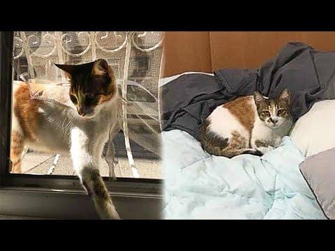 Stray Cat Sneaks Into a Man's House To Sleep In His Bed #Video