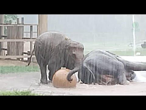 Playing in the Rain: Wan Mai's Big Ball Fun and family - ElephantNews #Video