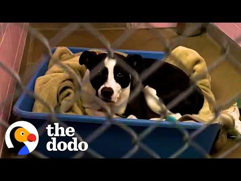 Sad Pittie's Been Watching Other Dogs Find Homes For Over 700 Days #Video