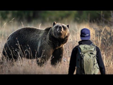 TOO CLOSE to a GRIZZLY! - Wildlife PHOTOGRAPHY in Yellowstone and Grand Teton #Video