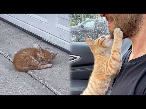 Man Finds a Stray Kitten Near Garage And Replaces Its Mother #Video