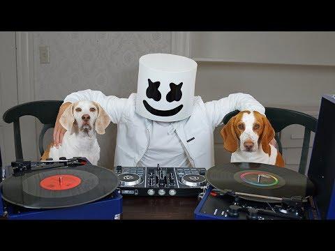 Dogs DJ w/Marshmello! Funny Dogs Maymo & Potpie Spin EDM Music