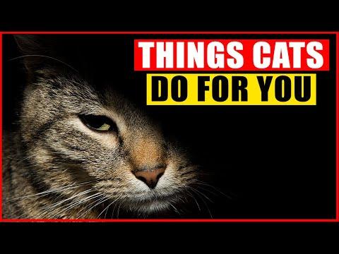 16 Things Your Cats Do for You Without You Knowing #Video